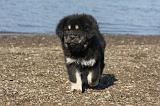 DOGUE DU TIBET 090